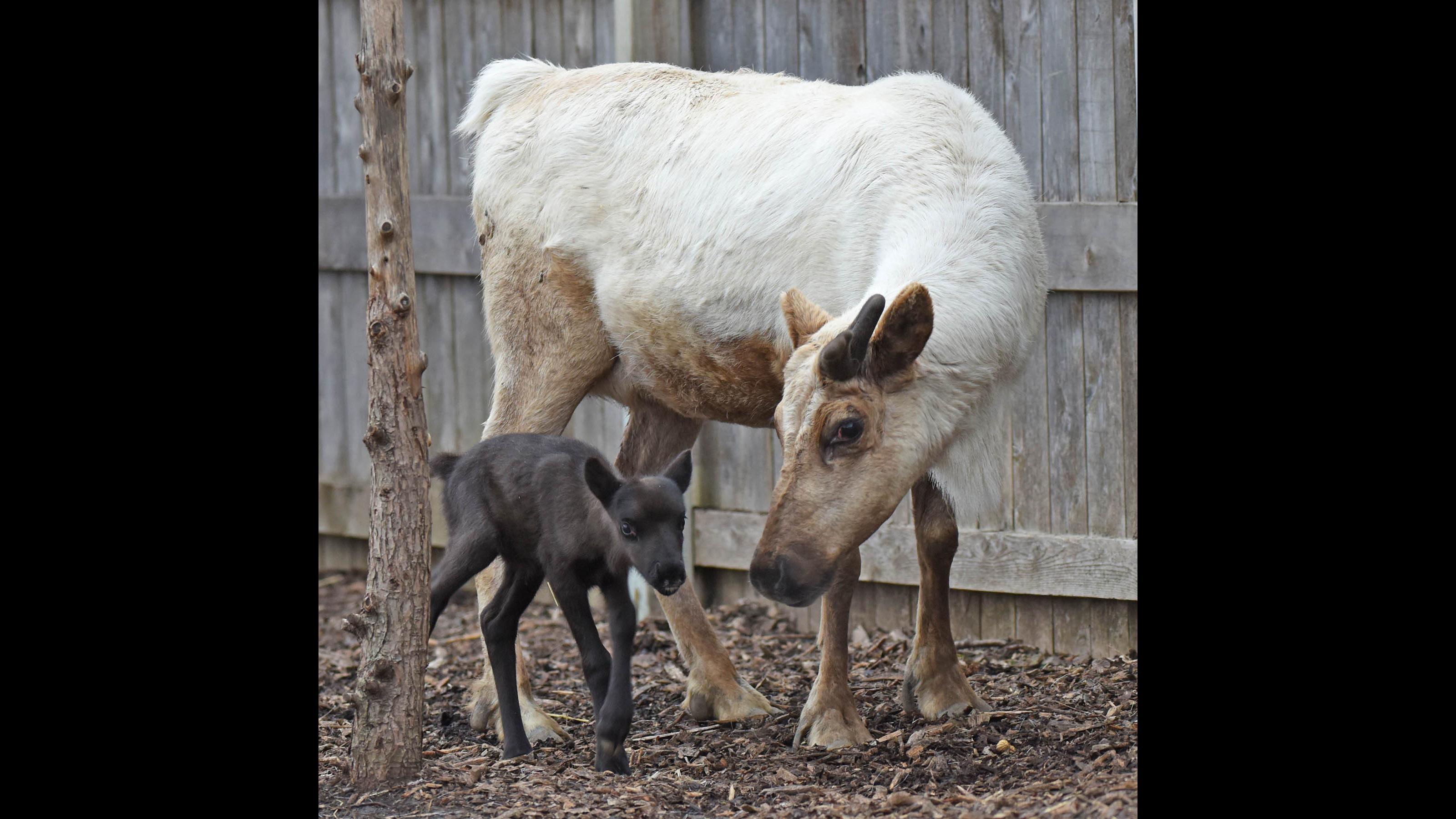Reindeer Fawn Born at Brookfield Zoo | Chicago News | WTTW